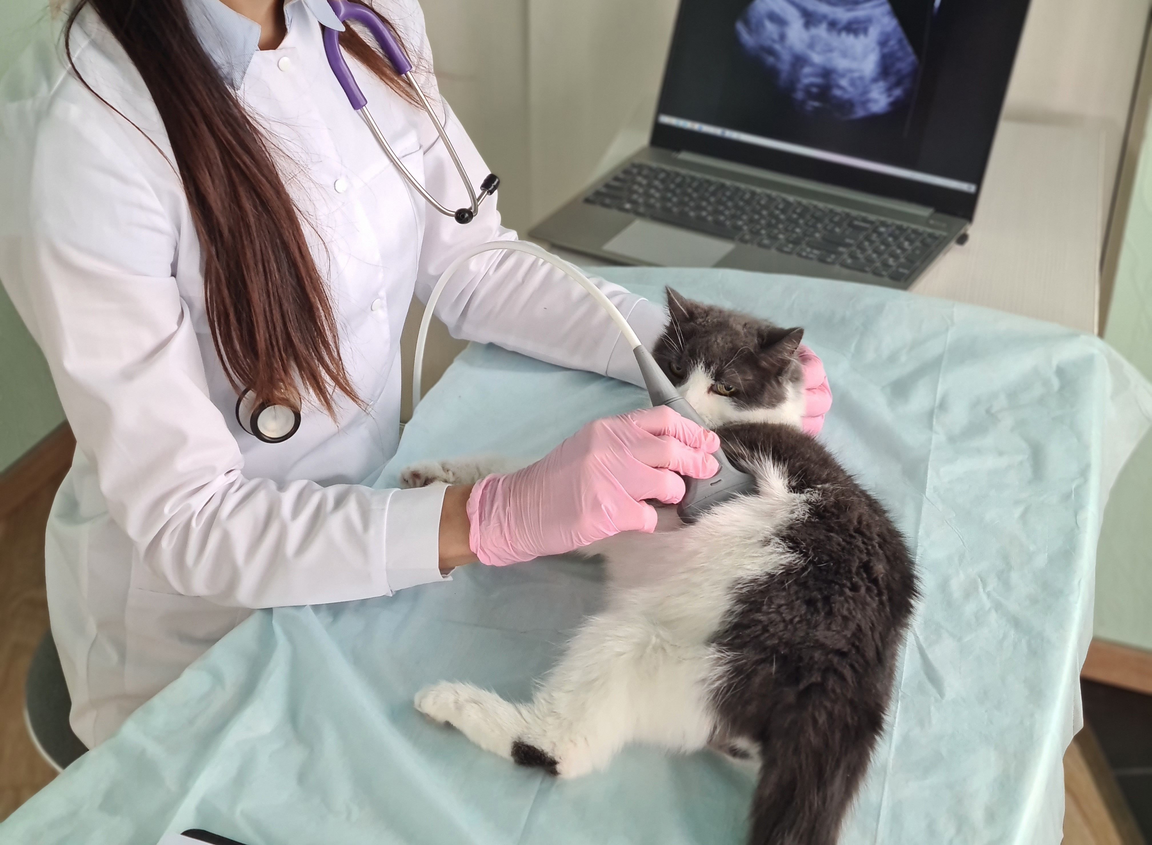 Ultrassom Veterinário em São Vicente Landing Image