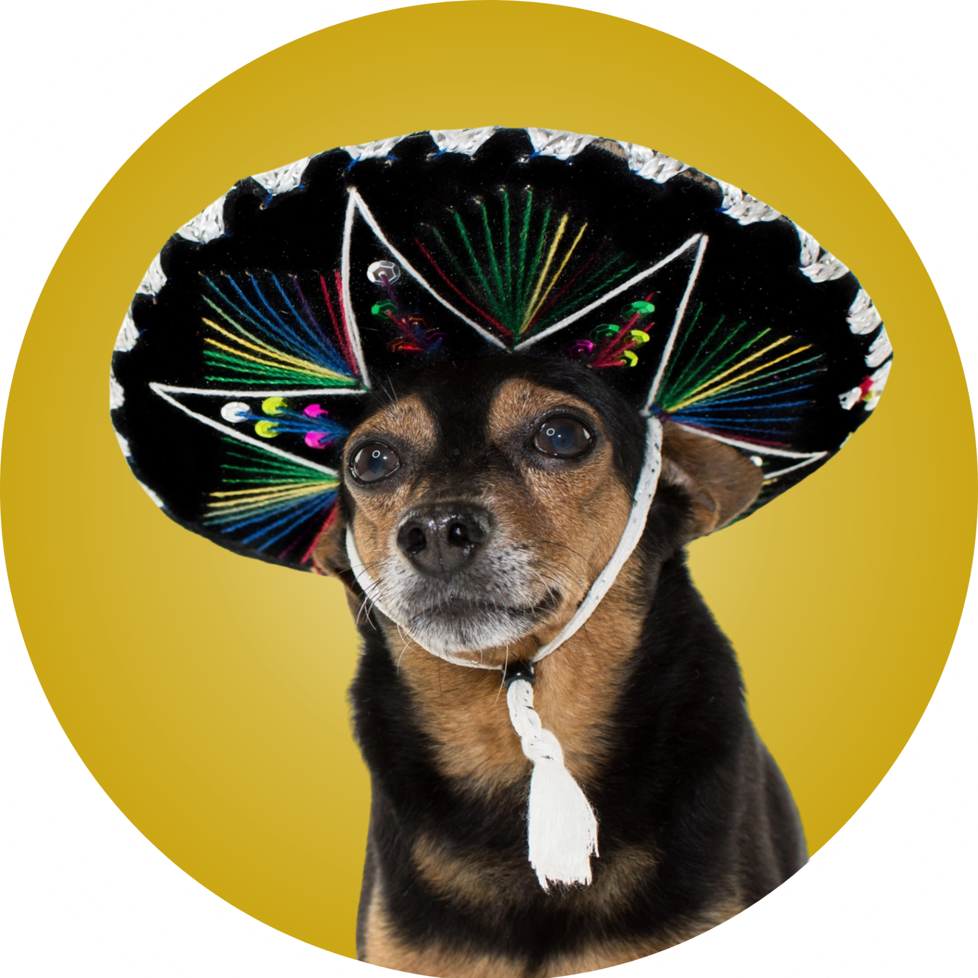 Cachorro de chapéu mexicano, imagem da Mexicão São Vicente